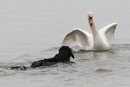 Harley and James the swan. Photograph by Monika Laryett-Olson.