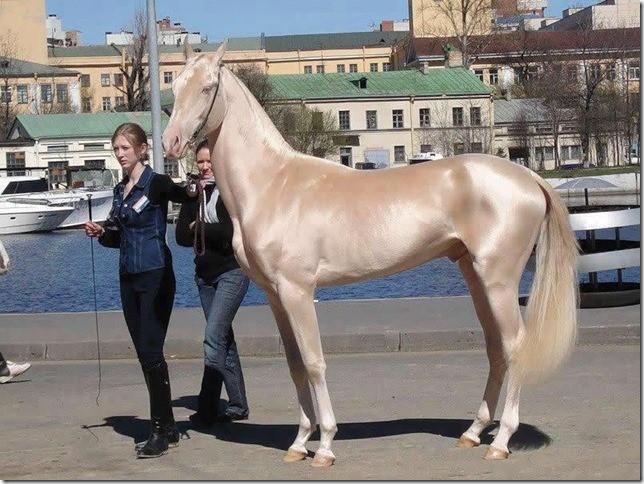 akhal-teke-from-turkmenistan-was-announced-the-most-beautiful-horse-in-the-world.jpg