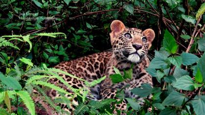 Asa the Leopard. Photograph by Jack Kinross/Mountaintiger Photography.