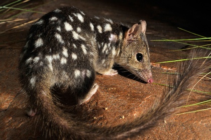 Northern Quoll. Image sourced from Australian Wildlife Conservancy.