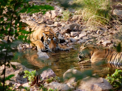 Ranthambore Tigers photograph by Jeannette Lloyd Jones